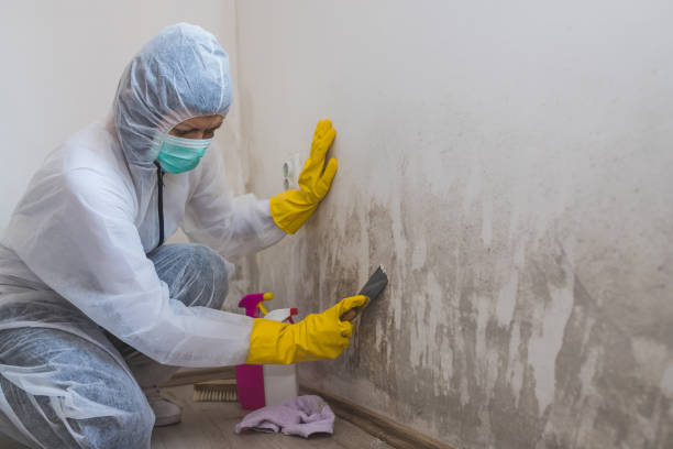 Trusted Elmhurst, IL Mold Removal Experts